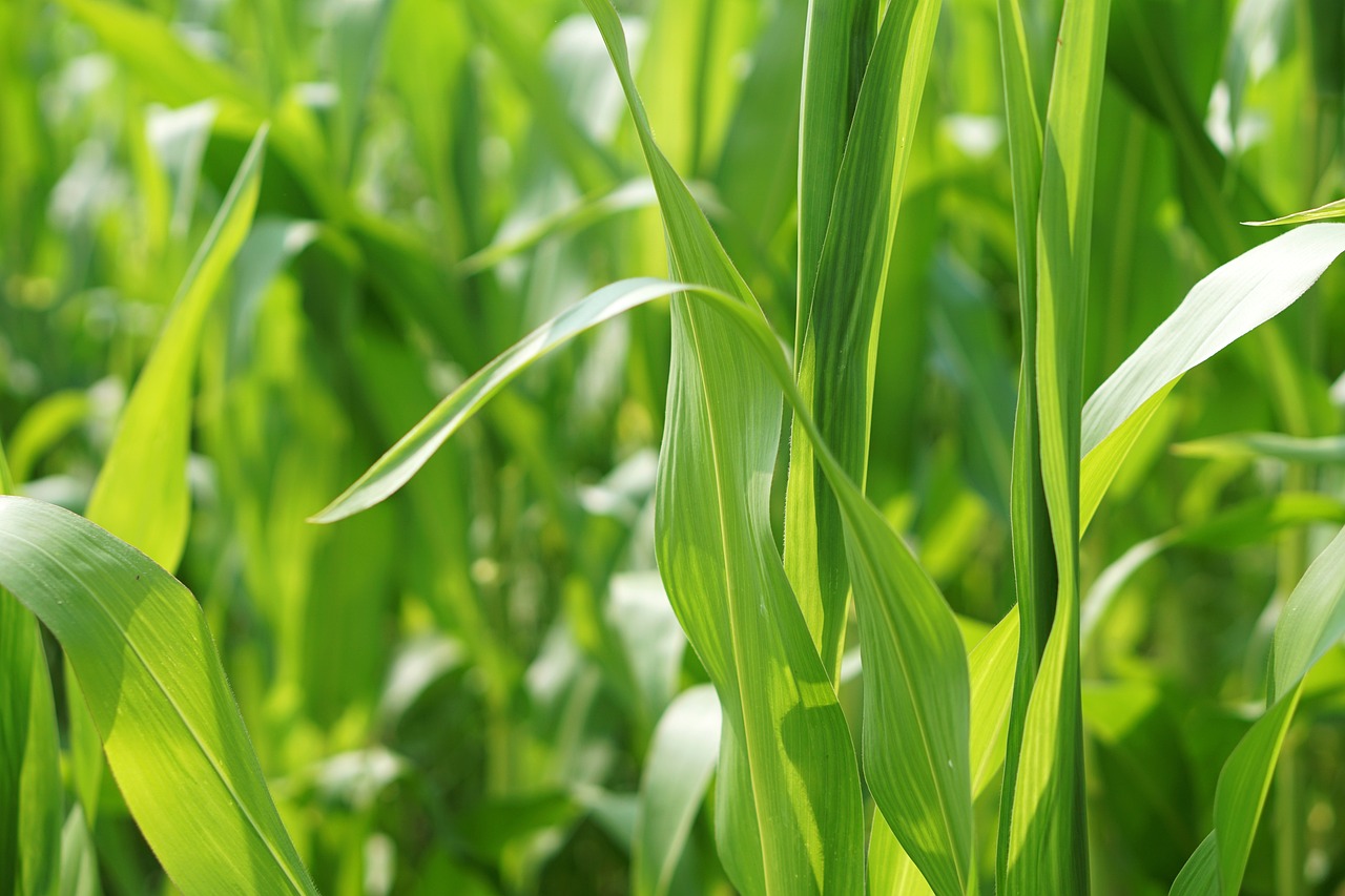 大益芳村茶叶最新价格行情解析