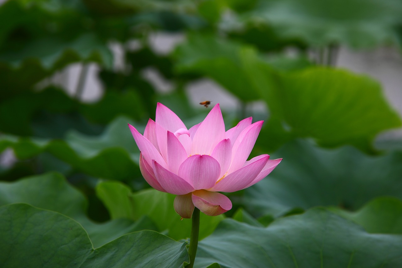 胜利花苑最新动态揭秘，未来美好蓝图展望