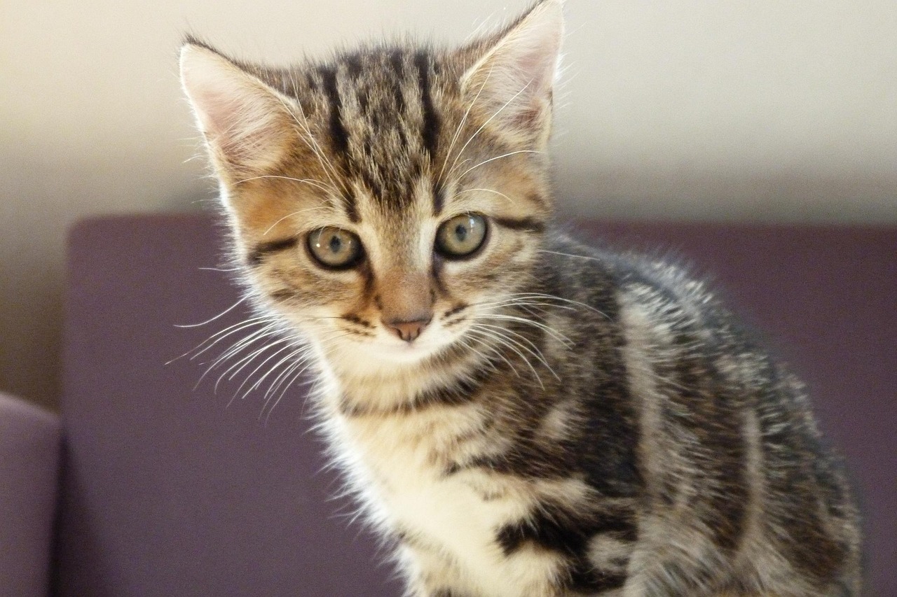 探索猫咪世界的奇妙之旅，最新猫猫娃访问地址揭秘