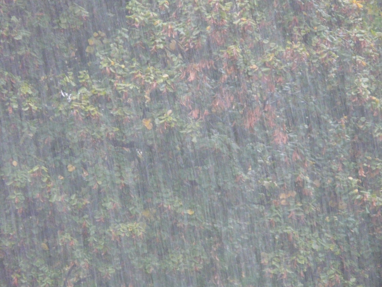 榆林子洲暴雨最新动态，灾害应对与社会关注聚焦