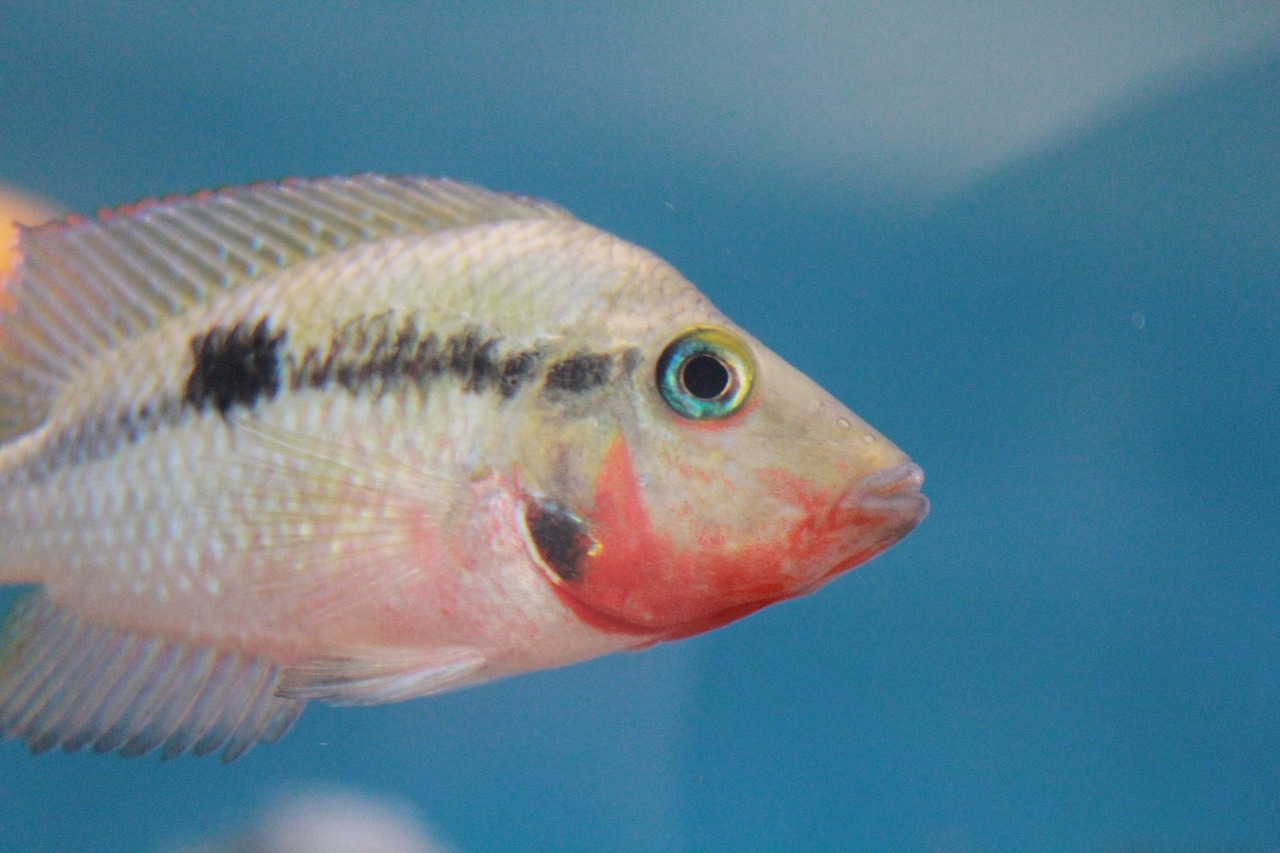 最新鱼缸展示，重塑水族世界的创意与魅力