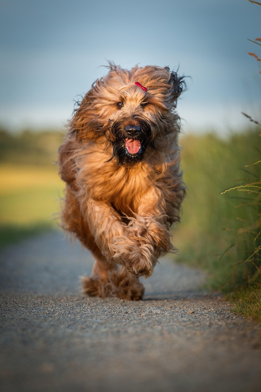 格力犬比赛跑圈，速度与激情的极致展现