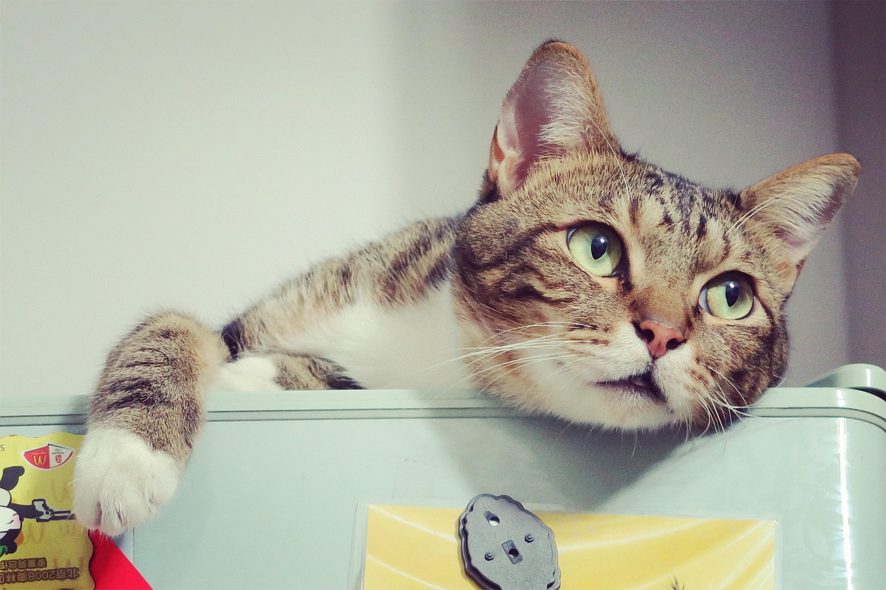 探索猫界新成员，最新猫咪品种介绍