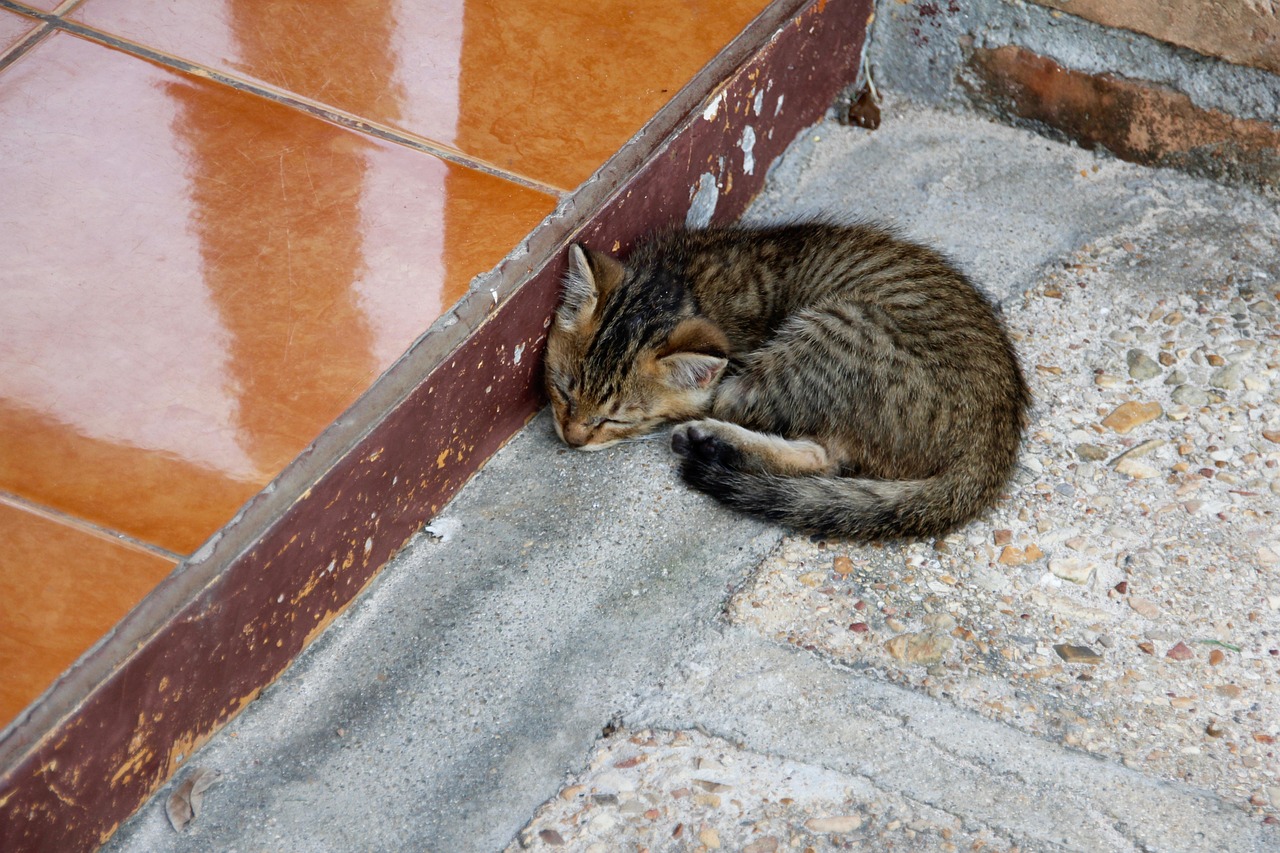 猫咪研究新进展揭秘猫科动物的神秘世界探索之旅